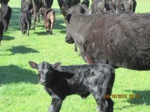Black Angus cow with new calf standing by herd of cow/calf pairs.